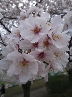 桜