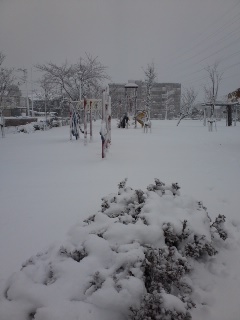 公園に雪積もった