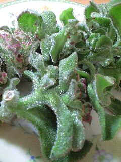 100608_1951~0001.jpg