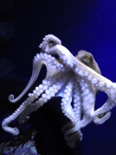 江ノ島水族館タコ