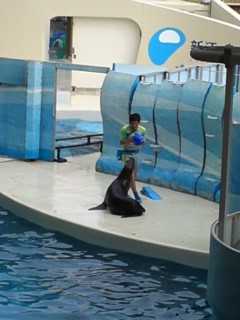 江ノ島水族館ショー